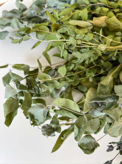 Dried Eucalyptus- Assorted