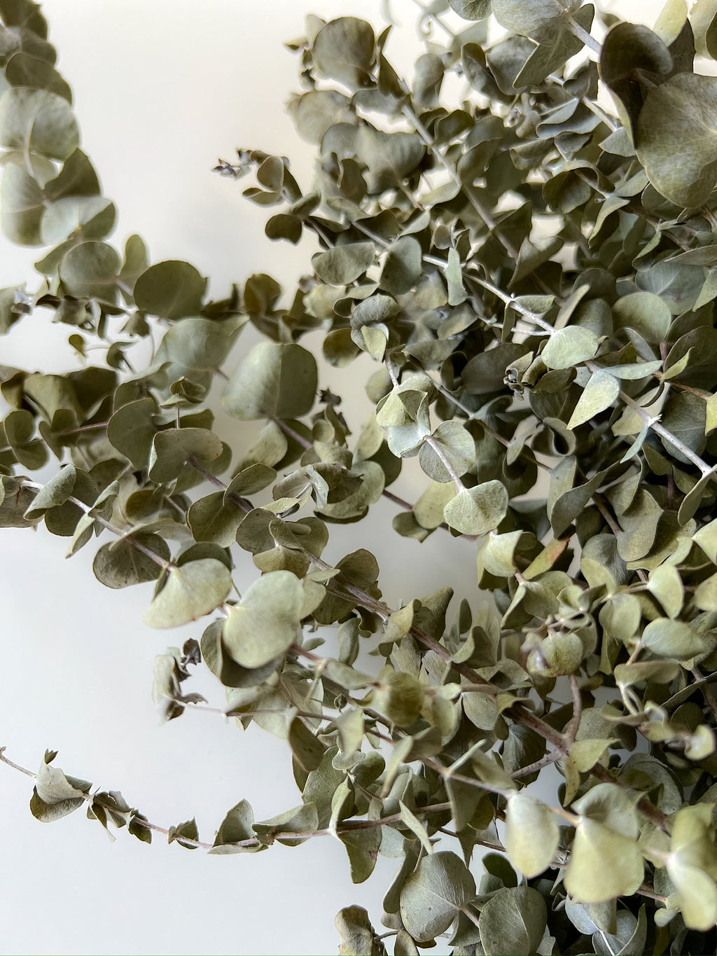 Dried Eucalyptus-Spiral