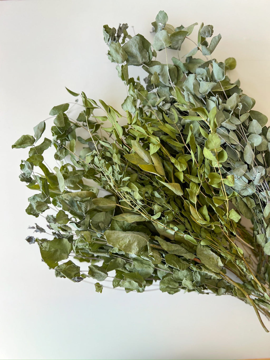 Dried Eucalyptus- Assorted