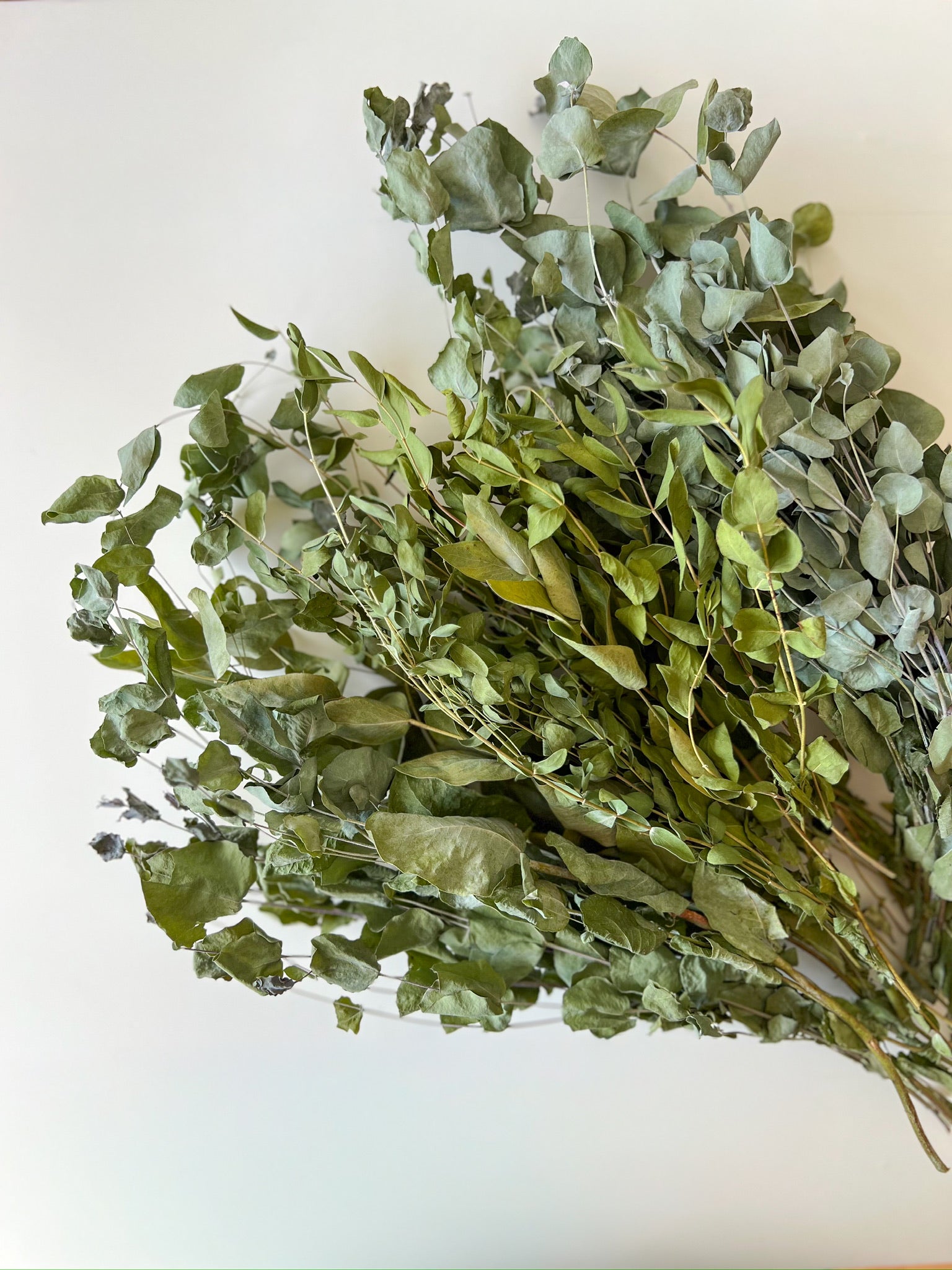 Dried Eucalyptus- Assorted